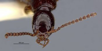Media type: image;   Entomology 305327 Aspect: head frontal view